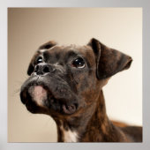 In Brindle Boxer puppy looking up curiously. Poster (Vorne)