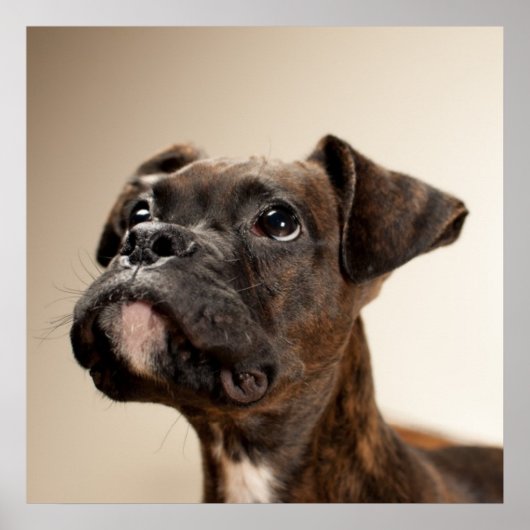 In Brindle Boxer puppy looking up curiously. Poster (Vorne)