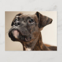 In Brindle Boxer puppy looking up curiously.