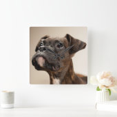 In Brindle Boxer puppy looking up curiously. Quadratische Wanduhr (Zuhause)