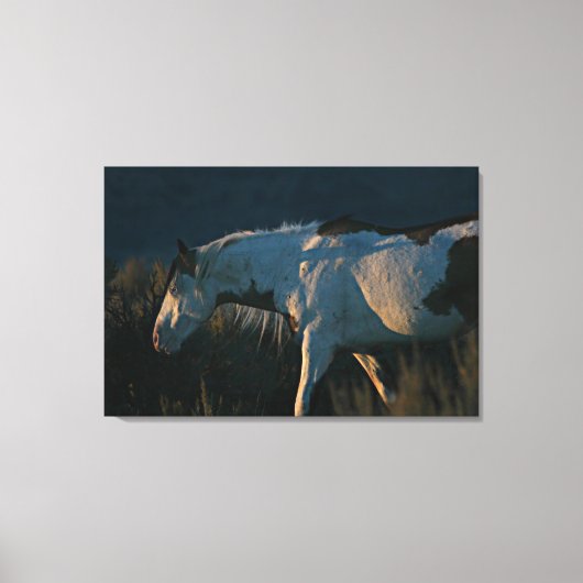 "In das Licht" Shaman Medicine Hat Stallion Leinwanddruck (Vorderseite)