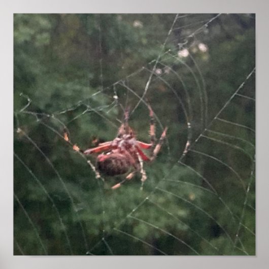 In das Netz (Spinne auf Netz) Poster (Vorne)