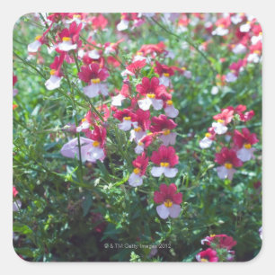 In den seltenen Farben gezüchtet gehörnte Veilch Quadratischer Aufkleber