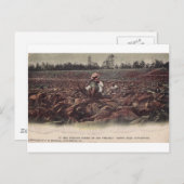 In den Tabakfeldern der alten Jungfrau Postkarte (Vorne/Hinten)