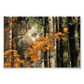 In den Wald Fotodruck (Vorne)