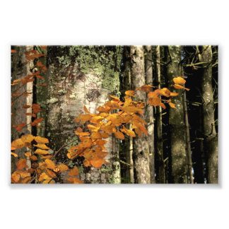 In den Wald Fotodruck