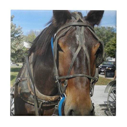 In der Bibliothek, AbendPferd und Buggy Fliese (Vorderseite)