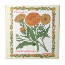 In der Garten ~ Calendula-Fliese Fliese