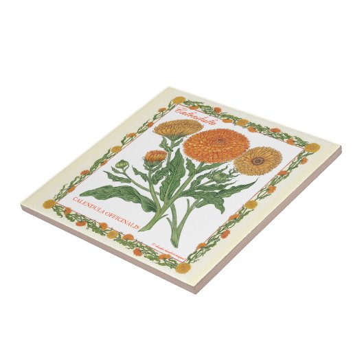 In der Garten ~ Calendula-Fliese Fliese (Seite)