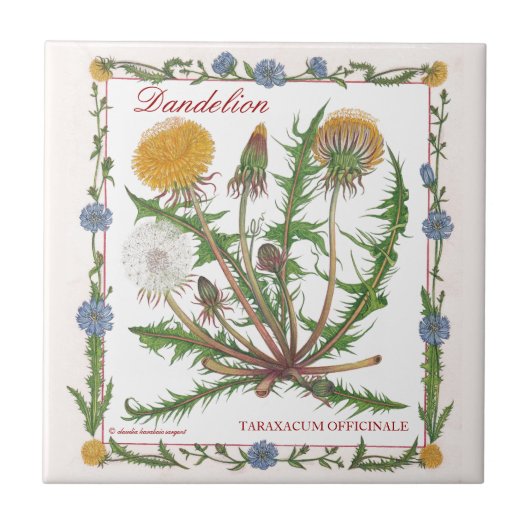 In der Garten ~ Löwenzahn-Fliese Fliese (Vorderseite)