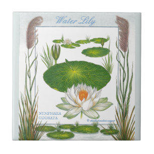In der Garten ~ Wasser-Lilien-Fliese Fliese