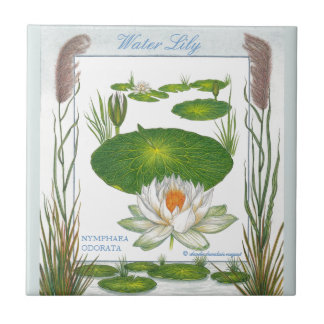 In der Garten ~ Wasser-Lilien-Fliese Fliese