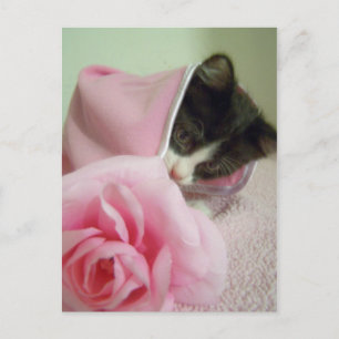 in der Puppendecke Kitten Postkarte