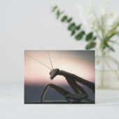 In der Silhouette - betender Mantis Postkarte (Stehend Vorderseite)
