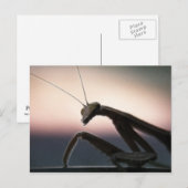 In der Silhouette - betender Mantis Postkarte (Vorne/Hinten)