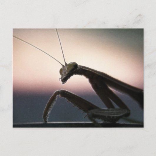 In der Silhouette - betender Mantis Postkarte (Vorderseite)