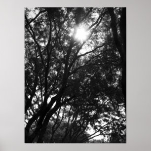 In die Bäume leuchten Poster