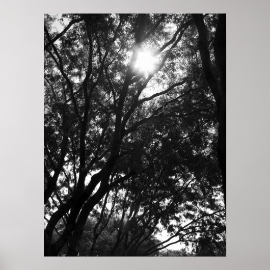 In die Bäume leuchten Poster (Vorne)