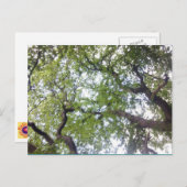In die Tree Canopy Foto Postkarte (Vorne/Hinten)