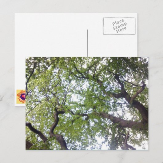In die Tree Canopy Foto Postkarte (Vorne/Hinten)