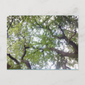 In die Tree Canopy Foto Postkarte (Vorderseite)