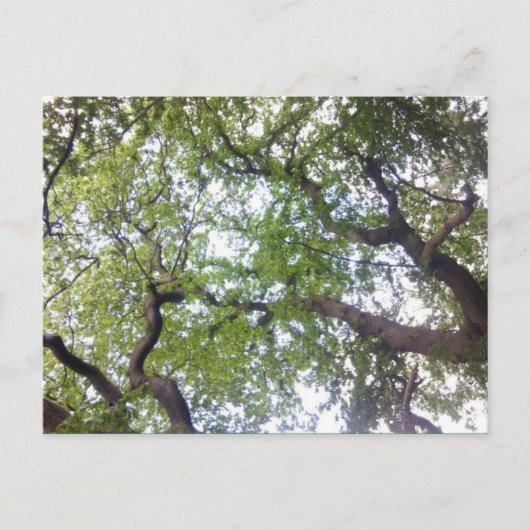 In die Tree Canopy Foto Postkarte (Vorderseite)