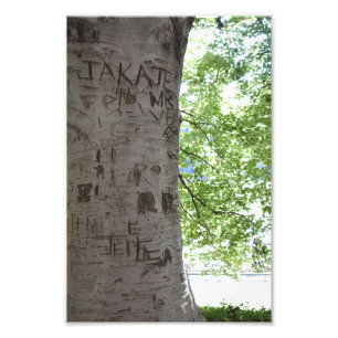 In einem Baum Central Park Naturfotografie Fotodruck