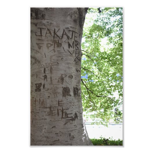 In einem Baum Central Park Naturfotografie Fotodruck (Vorne)