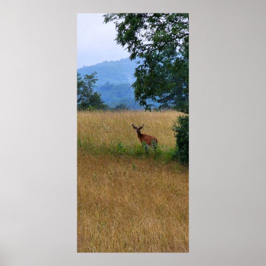 In einem Feld Stehender Buck Poster (Vorne)