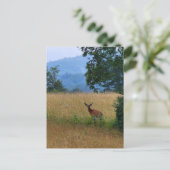 In einem Feld Stehender Buck Postkarte (Stehend Vorderseite)