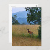 In einem Feld Stehender Buck Postkarte (Vorne/Hinten)