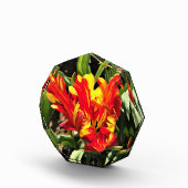 In einem flammenden Papagei-Tulip Fotoblock (Rechts)