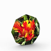 In einem flammenden Papagei-Tulip Fotoblock (Links)