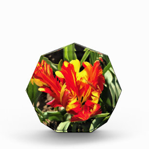 In einem flammenden Papagei-Tulip Fotoblock