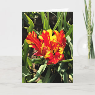 In einem flammenden Papagei-Tulip Karte