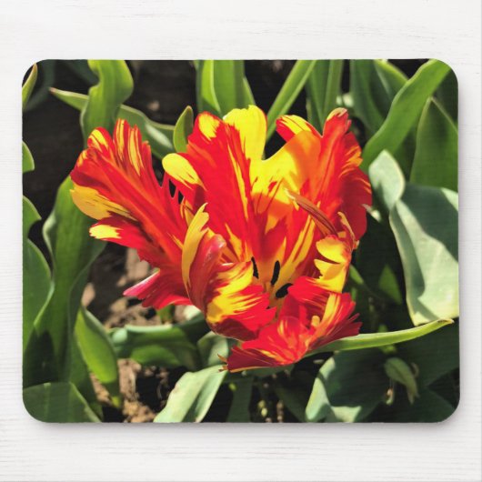 In einem flammenden Papagei-Tulip Mousepad (Vorne)
