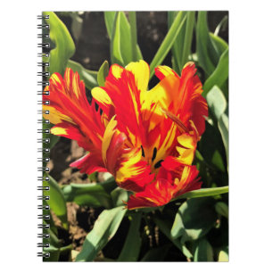 In einem flammenden Papagei-Tulip Notizblock