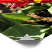 In einem flammenden Papagei-Tulip Poster (Ecke)