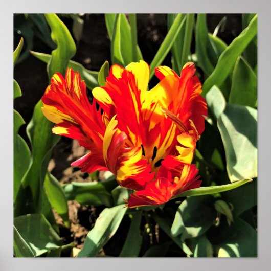 In einem flammenden Papagei-Tulip Poster (Vorne)