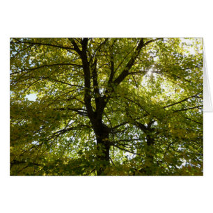 In einem gelben Ahornbaum Herbst Natur