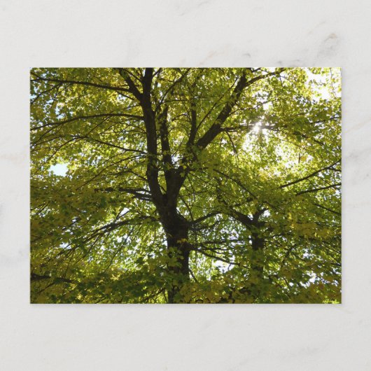 In einem gelben Ahornbaum Herbst Postkarte (Vorderseite)