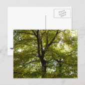 In einem gelben Ahornbaum Herbst Postkarte (Vorne/Hinten)