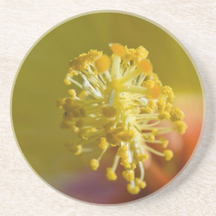 In einem gelben hawaiianischen Hibiskus Getränkeuntersetzer