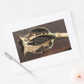 In einem Poppy-Blume-Pod Rechteckiger Aufkleber (Umschlag)