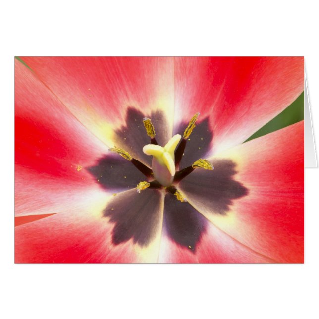 In einem Tulip (Vorderseite (Horizontal))