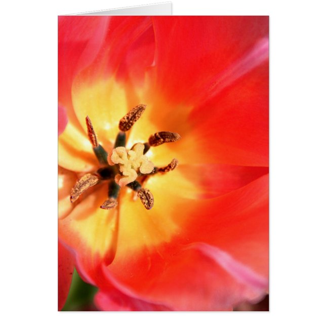 In einem Tulip (Vorne)