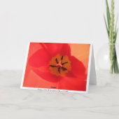 In einem Tulip Karte (Rückseite)