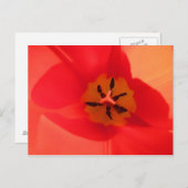 In einem Tulip Postkarte (Vorne/Hinten)