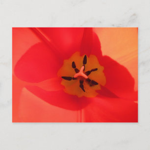 In einem Tulip Postkarte