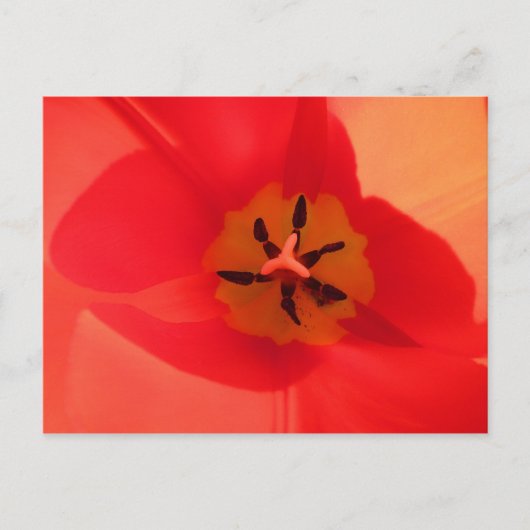 In einem Tulip Postkarte (Vorderseite)